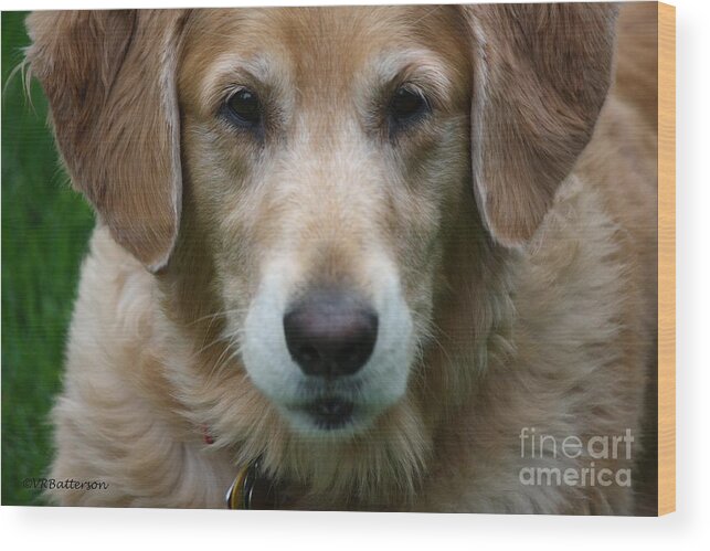 Dog Wood Print featuring the photograph Canine Close Up by Veronica Batterson