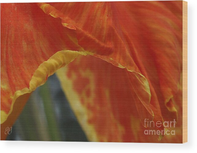 Floral Wood Print featuring the photograph Canna Horizontal by Geri Glavis