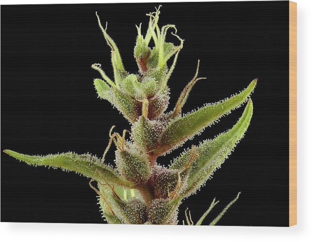 Cannabis Sativa Wood Print featuring the photograph Cannabis Sativa Flower by Antonio Romero