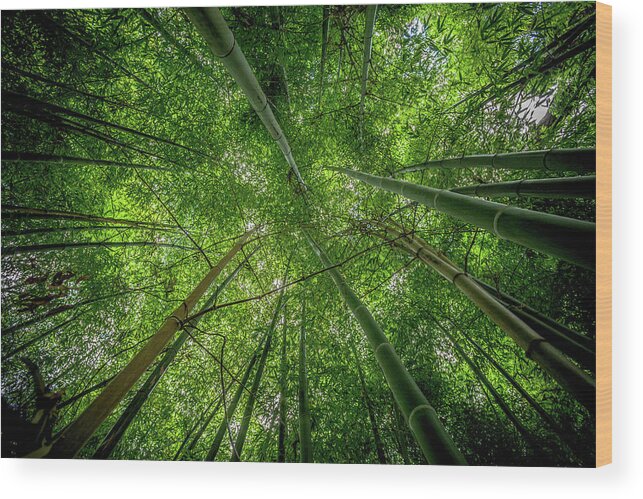 Tranquility Wood Print featuring the photograph Canopy by A Bflo Photo