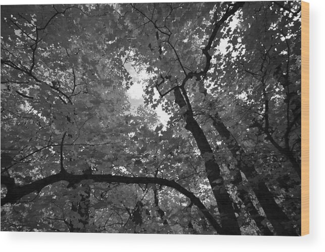 Black And White Wood Print featuring the photograph Canopy by Tom Kelly