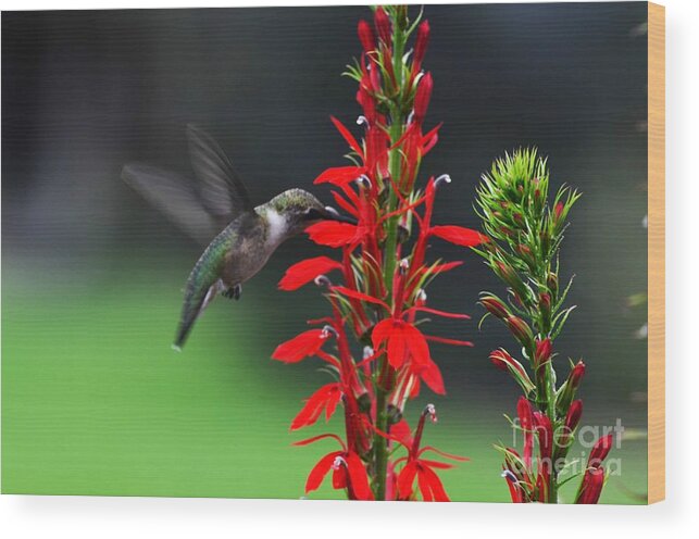 Ruby Throated Hummingbird Wood Print featuring the photograph Can't Get Enough by Judy Wolinsky