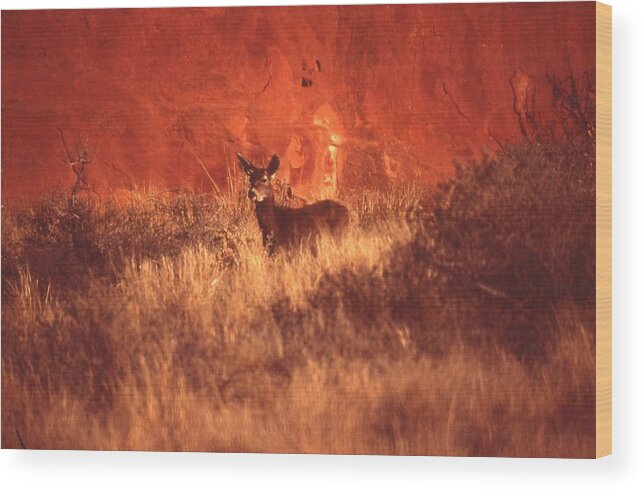 Mule Deer Wood Print featuring the photograph Canyonland Mule Deer by T C Brown
