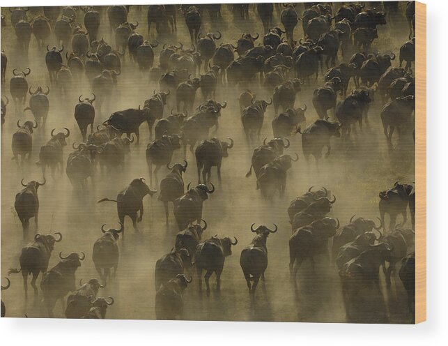 Feb0514 Wood Print featuring the photograph Cape Buffalo Herd Stampeding Africa by Pete Oxford