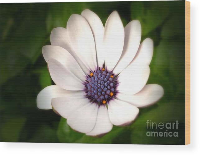 Flowers Wood Print featuring the photograph Cape Daisy by Scott Cameron