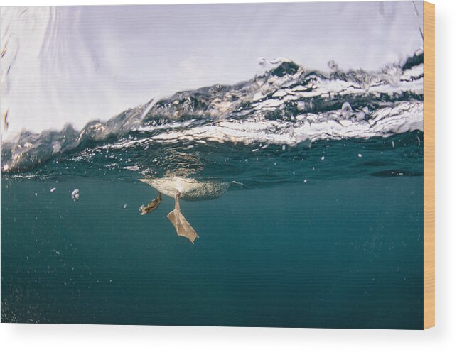 Feb0514 Wood Print featuring the photograph Cape Gannet Feet Underwater South Africa by Pete Oxford