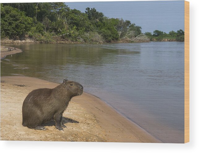 Pete Oxford Wood Print featuring the photograph Capybara Pantanal Mato Grosso Brazil by Pete Oxford