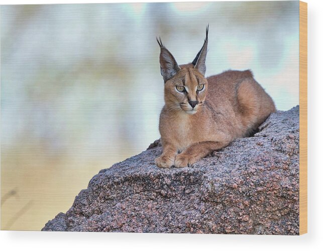 Caracal Wood Print featuring the photograph Caracal by Alessandro Catta