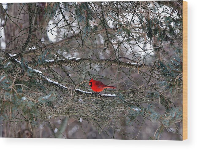 Cardinal Wood Print featuring the photograph Cardinal 2 by Scott Angus