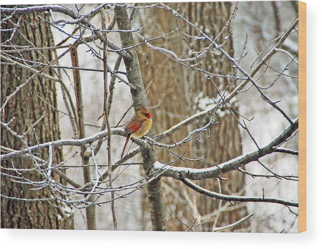 Bird Wood Print featuring the photograph Cardinal in Winter by Aimee L Maher ALM GALLERY
