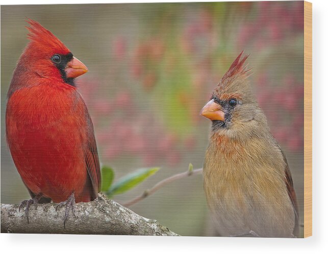 Cardinals Wood Print featuring the photograph Cardinal Pair by Bonnie Barry