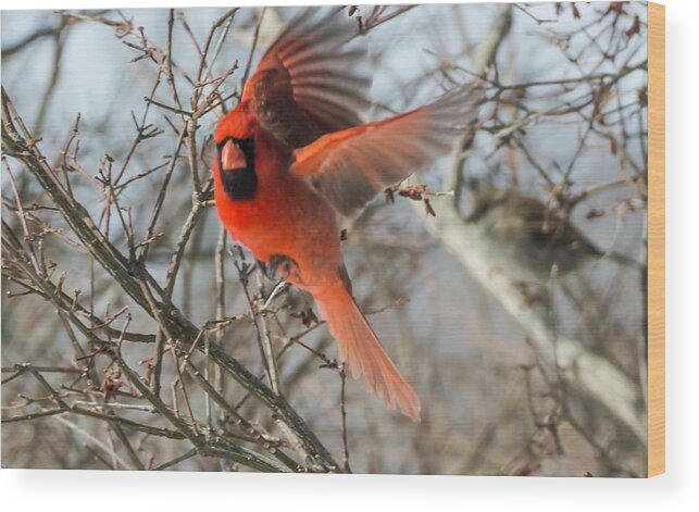 Jan Holden Wood Print featuring the photograph Cardinal Takes Off by Holden The Moment