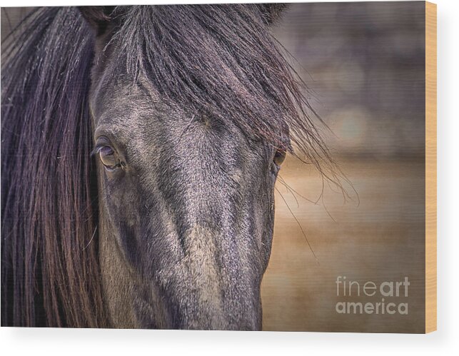 Horse Wood Print featuring the digital art Care for Me by Georgianne Giese