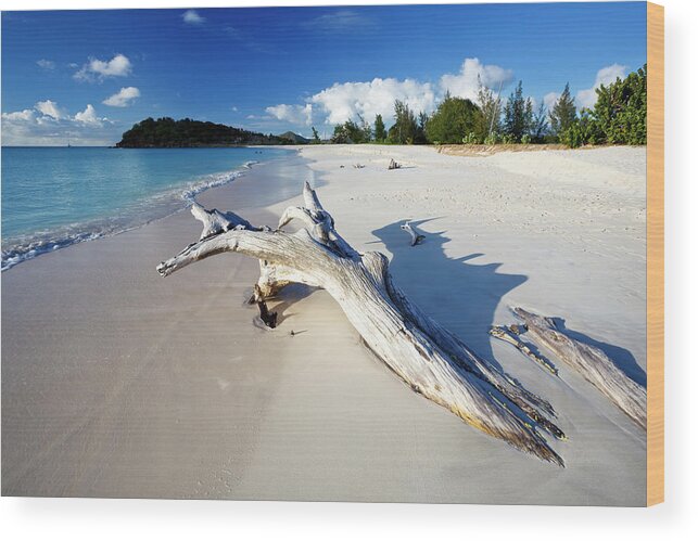 Water's Edge Wood Print featuring the photograph Caribbean Beach With Driftwood by Michaelutech