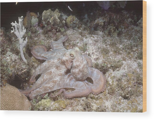 Common Reef Octopus Wood Print featuring the photograph Caribbean Reef Octopus by Andrew J. Martinez