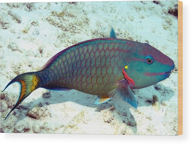 Nature Wood Print featuring the photograph Caribbean Stoplight Parrot Fish in Rainbow Colors by Amy McDaniel