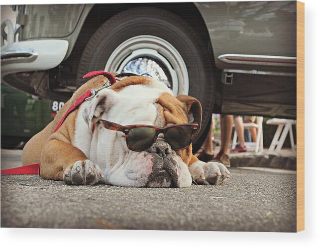 This Dog Is Too Cool. He Is Taking A Break During The 2014 Carmel Concours Show. Wood Print featuring the photograph Carmel Cool Dog by Steve Natale