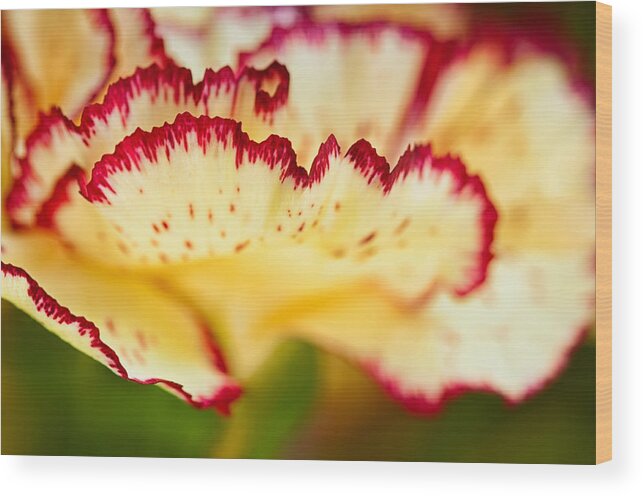 Nature Wood Print featuring the photograph Carnation Cream by Joan Herwig
