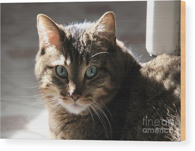 Cats Wood Print featuring the photograph Cat in the Sunlight by Yumi Johnson