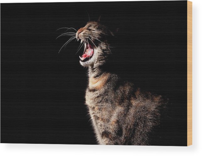 Pets Wood Print featuring the photograph Cat Singing In The Spotlight by Winterwood Photography