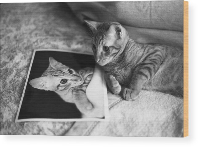 Feline Wood Print featuring the photograph Cat Vanity by Ray Congrove