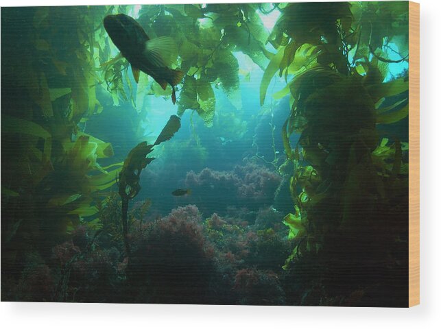  Kelp Wood Print featuring the photograph Catalina Kelp Forest by Darren Bradley