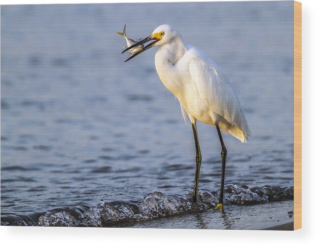 Egret Wood Print featuring the photograph Catch Of The Day by Edward Kreis