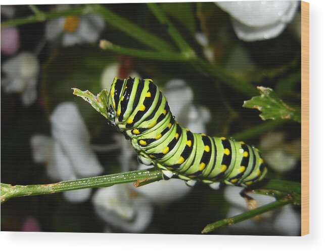 Eastern Black Swallowtail Caterpillar Wood Print featuring the photograph Caterpillar Camouflage by Bill Swartwout