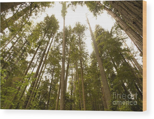 Provincial Park Bc Wood Print featuring the photograph Cathedral Forest by Artist and Photographer Laura Wrede