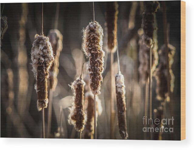 Cattails Wood Print featuring the photograph Cattails by Ronald Grogan