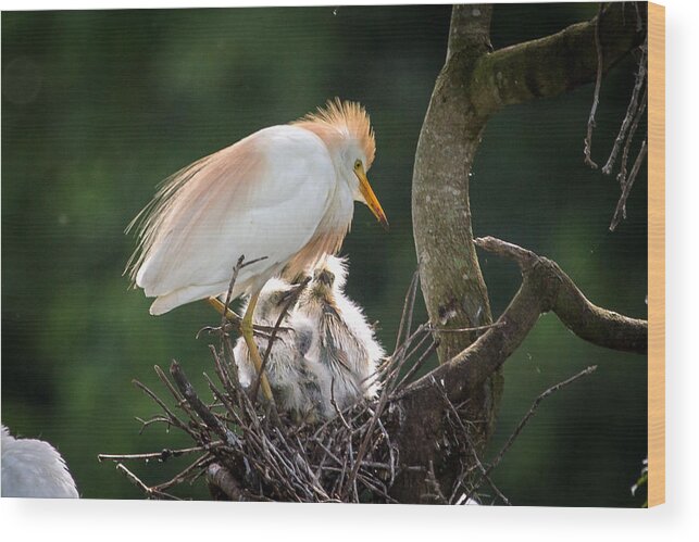 Egret Wood Print featuring the photograph Cattle Egret Tending Her Nest by Gregory Daley MPSA