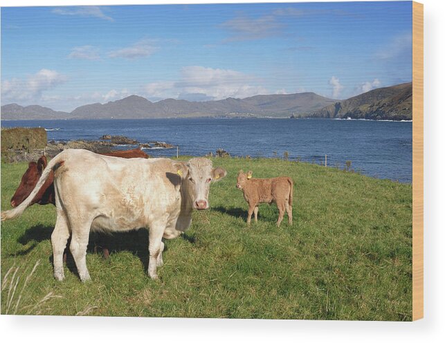 Cow Wood Print featuring the photograph Cattle by Johngollop