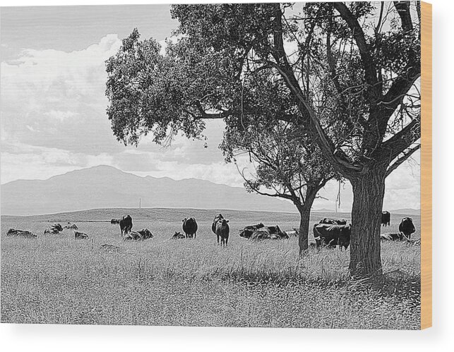 Pikes Peak Wood Print featuring the photograph Cattle Ranch In Summer by Clarice Lakota