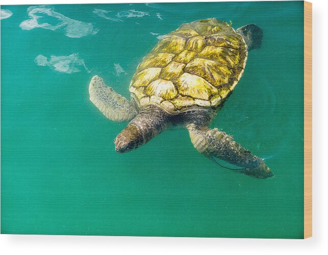 Caribbean Wood Print featuring the photograph Cayman Island Sea Turtle by Lars Lentz