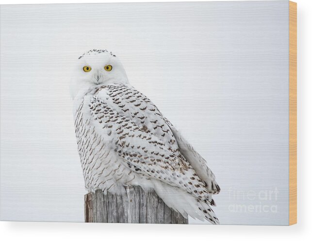 Field Wood Print featuring the photograph Centered Snowy Owl by Cheryl Baxter