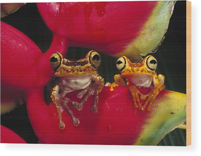 00216498 Wood Print featuring the photograph Chachi Tree Frog Pair by Pete Oxford