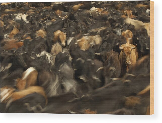 Feb0514 Wood Print featuring the photograph Chagras Round-up Cattle Ecuador by Pete Oxford