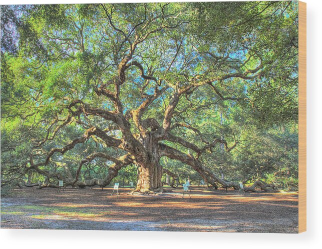 Live Oak Wood Print featuring the photograph Charleston's Angel Oak tree by Pierre Leclerc Photography