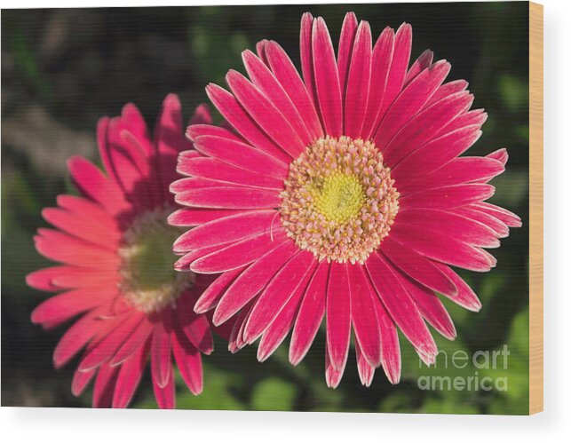 Daisy Wood Print featuring the photograph Cheerfulness by Arlene Carmel