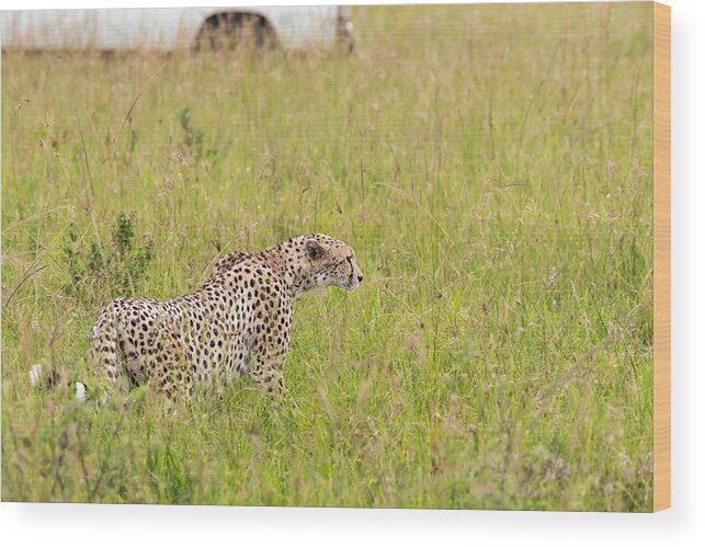 Kenya Wood Print featuring the photograph Cheetah And Safari Car At Masai Mara by 1001slide