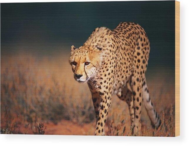 Cheetah Wood Print featuring the photograph Cheetah approaching from the front by Johan Swanepoel