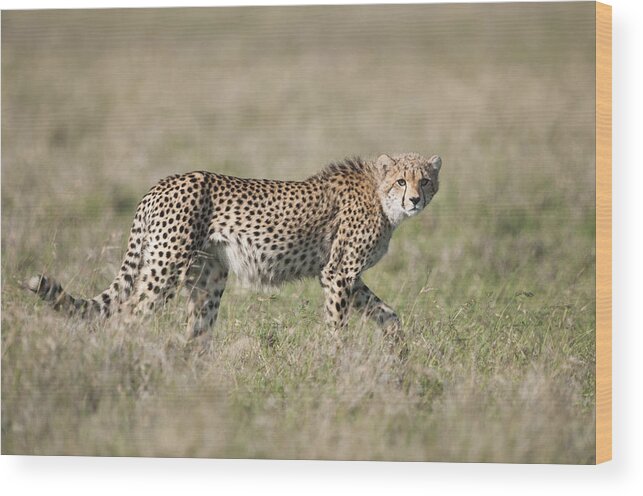 Feb0514 Wood Print featuring the photograph Cheetah Cub Kenya by Tui De Roy