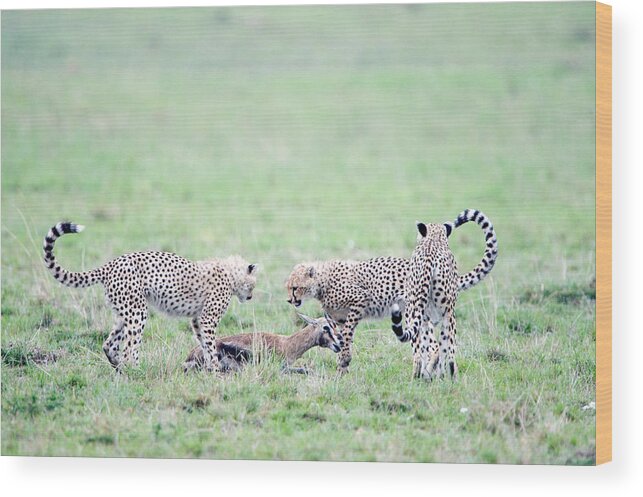 Photography Wood Print featuring the photograph Cheetah Cubs Acinonyx Jubatus Hunting by Panoramic Images
