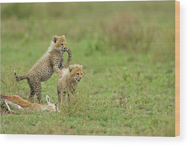 Grass Wood Print featuring the photograph Cheetah Cubs On Kill by Aditya Singh