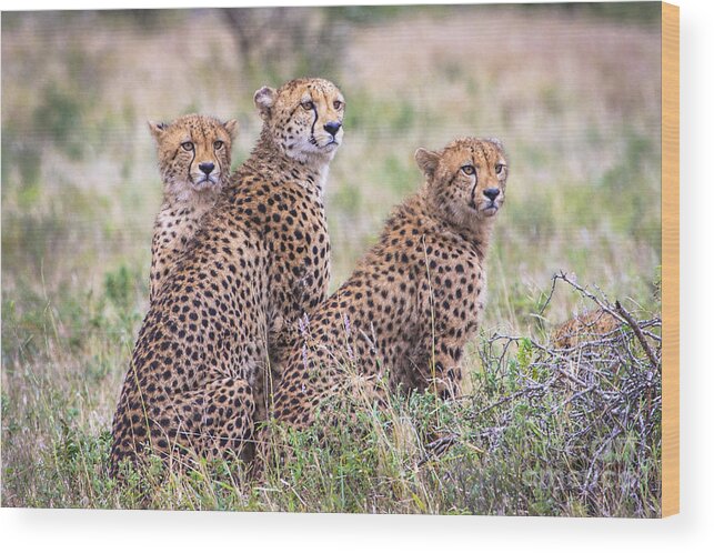 Kruger Wood Print featuring the photograph Cheetah Family by Jennifer Ludlum