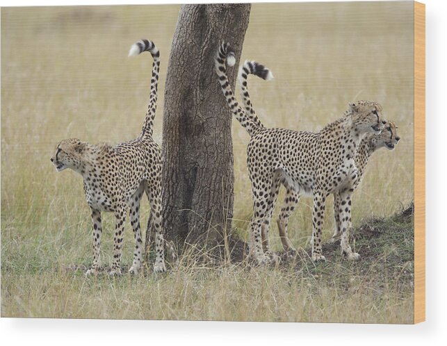 Suzi Eszterhas Wood Print featuring the photograph Cheetah Males Marking Tree Kenya by Suzi Eszterhas