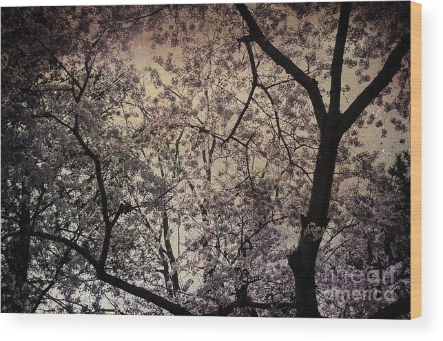 Cherry Wood Print featuring the photograph Cherry Blossom Sky by Terry Rowe