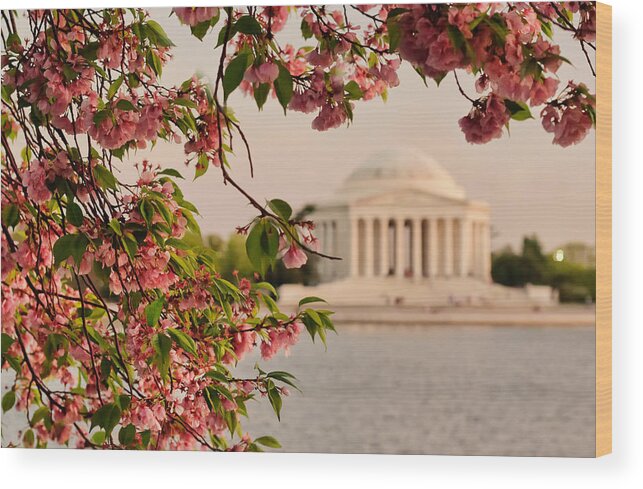 America Wood Print featuring the photograph Cherry Blossoms Framing the Jefferson Memorial by Mitchell R Grosky