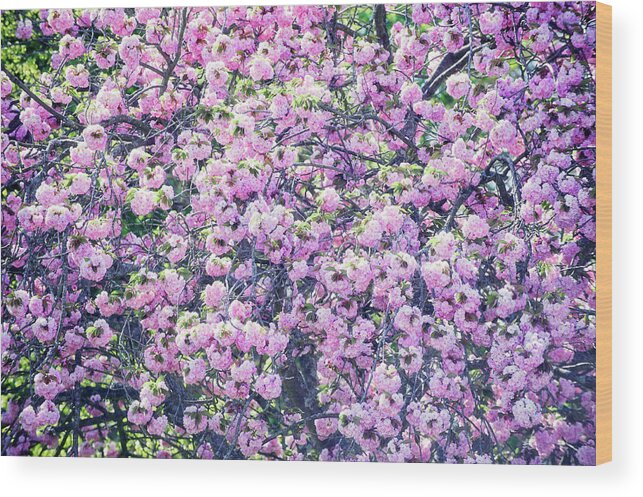 Outdoors Wood Print featuring the photograph Cherry Blossoms In Bloom Full Frame by Peskymonkey