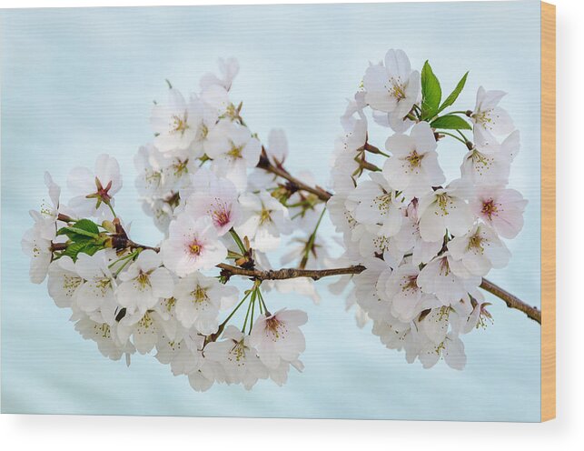 Dc Cherry Blossom Festival Wood Print featuring the photograph Cherry Blossoms No. 9146 by Georgette Grossman